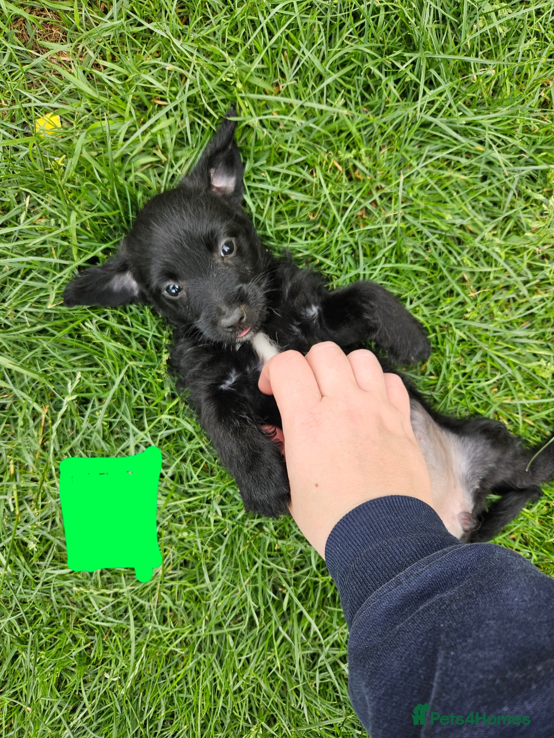 Jackapoo dogs for sale: Jackapoo puppies x7 - Image 7
