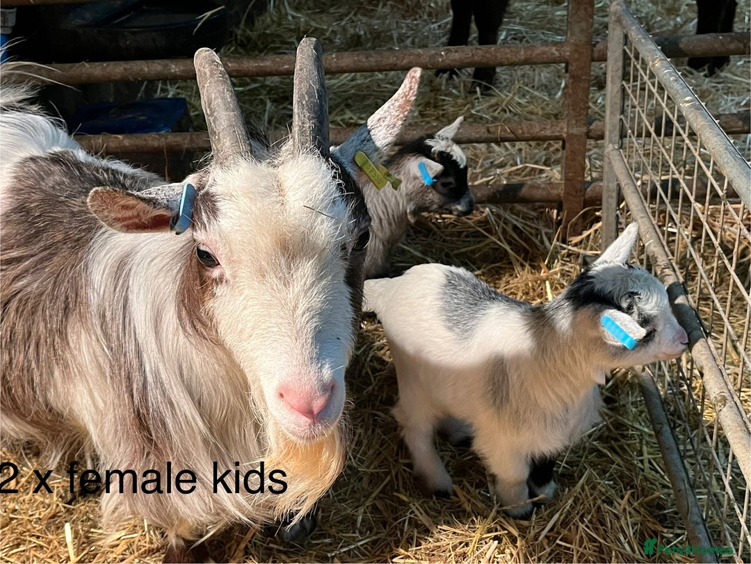 Goats livestock for sale: Pygmy goats with kids  - Advert 3