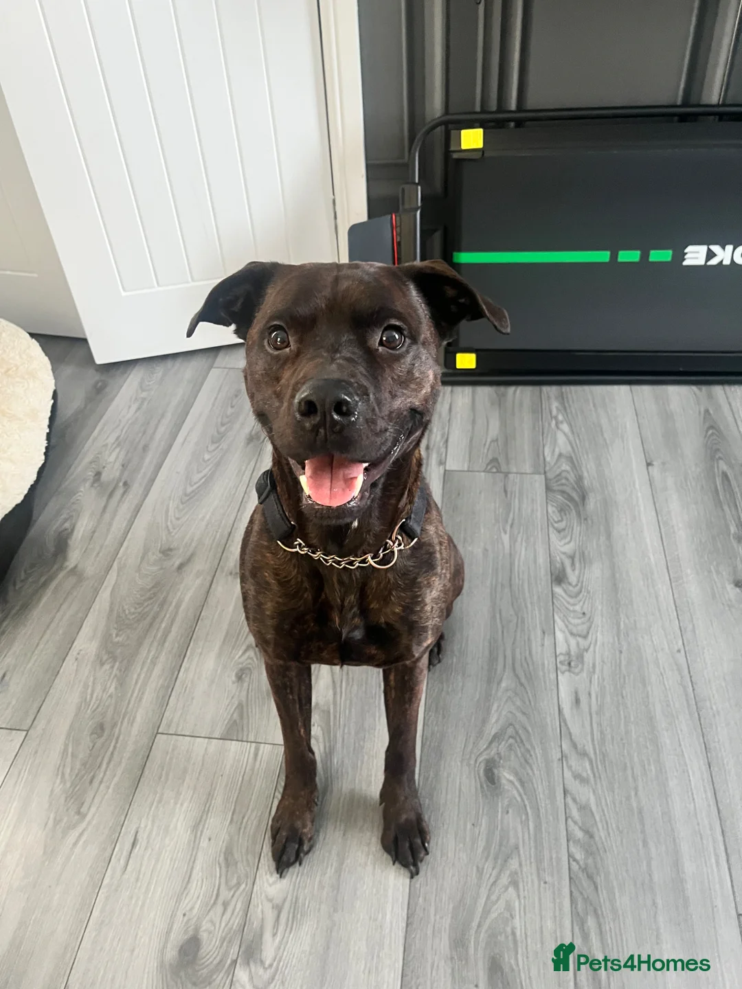 Mixed Breed dogs for sale: Male bullmastiff cross - Advert 2