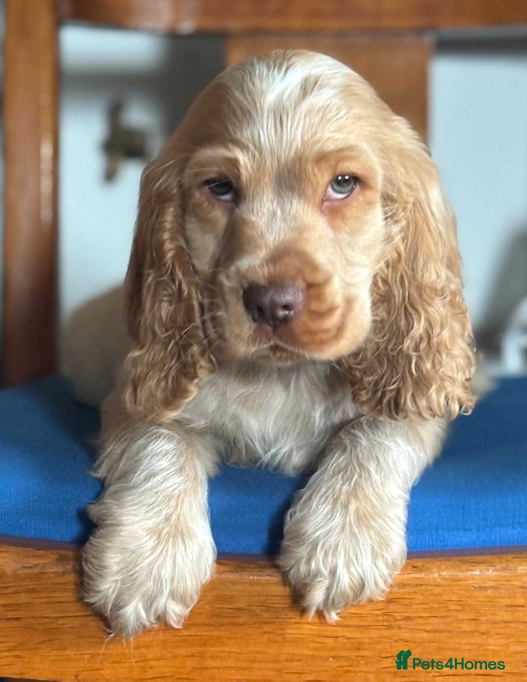 Cocker Spaniel dogs Outstanding of top quality show type puppies 🌈🐶 - Advert 9