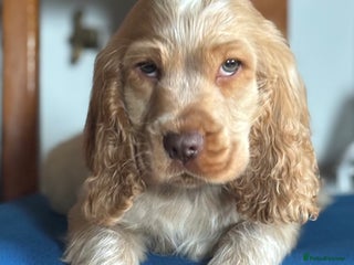 Cocker Spaniel dogs Outstanding of top quality show type puppies 🌈🐶 - Advert 10