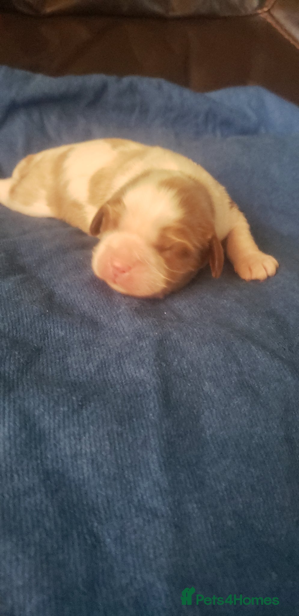 Cavalier King Charles Spaniel dogs Two cavalier males Ruby and Blenhium - Advert 3