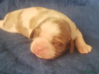 Cavalier King Charles Spaniel dogs Two cavalier males Ruby and Blenhium - Advert 3