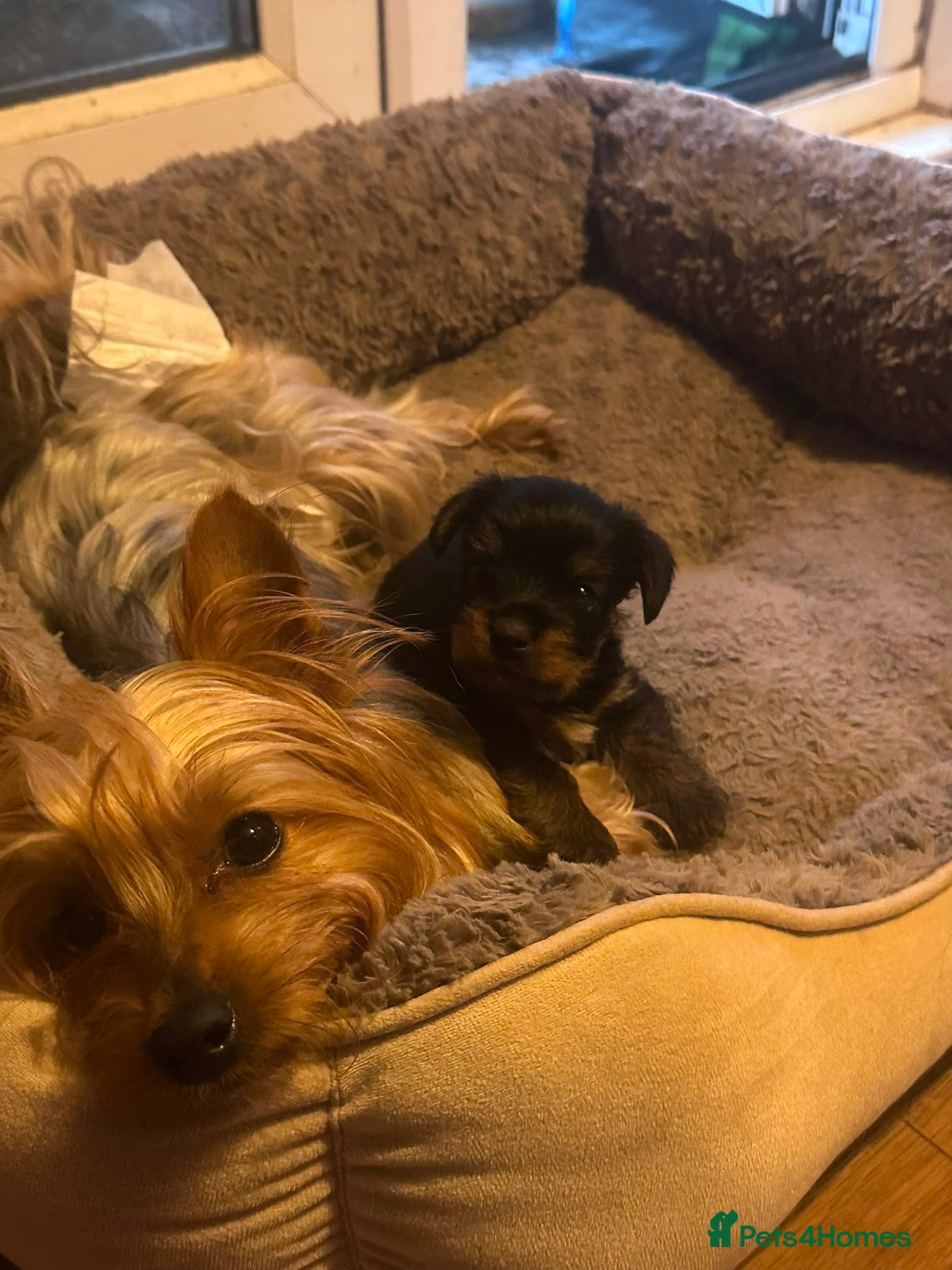Yorkshire Terrier dogs Special yorkie one - Advert 1