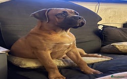 Cane Corso dogs for stud: Cane corso for stud  - Image 3