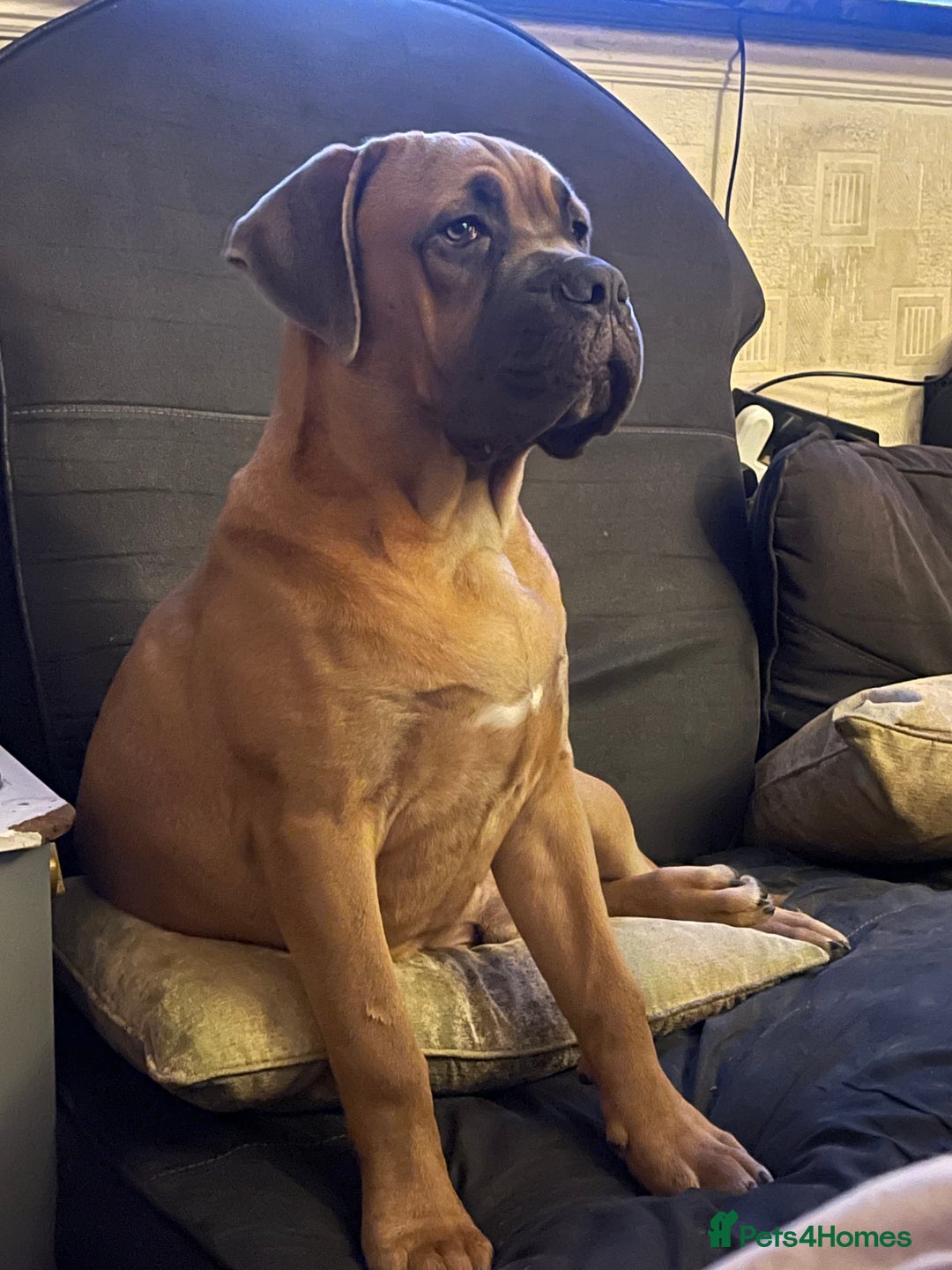 Cane Corso dogs for stud: Cane corso for stud  - Image 3