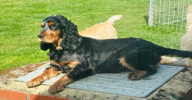 Cocker Spaniel dogs - Advert 16