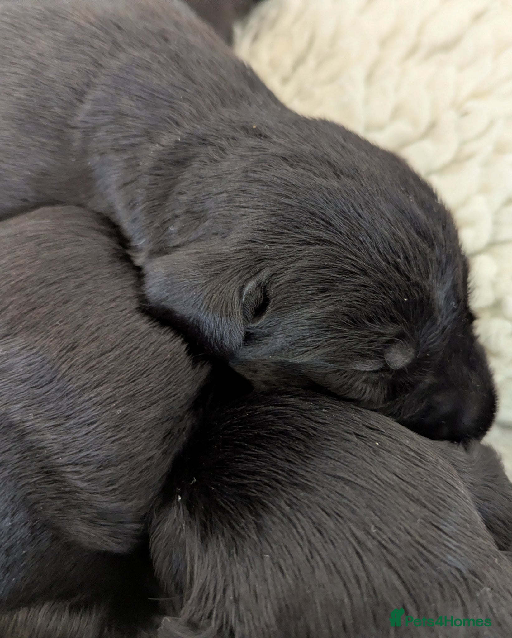 Giant Schnauzer dogs Health Tested Black Giant Schnauzer Pups  - Advert 2