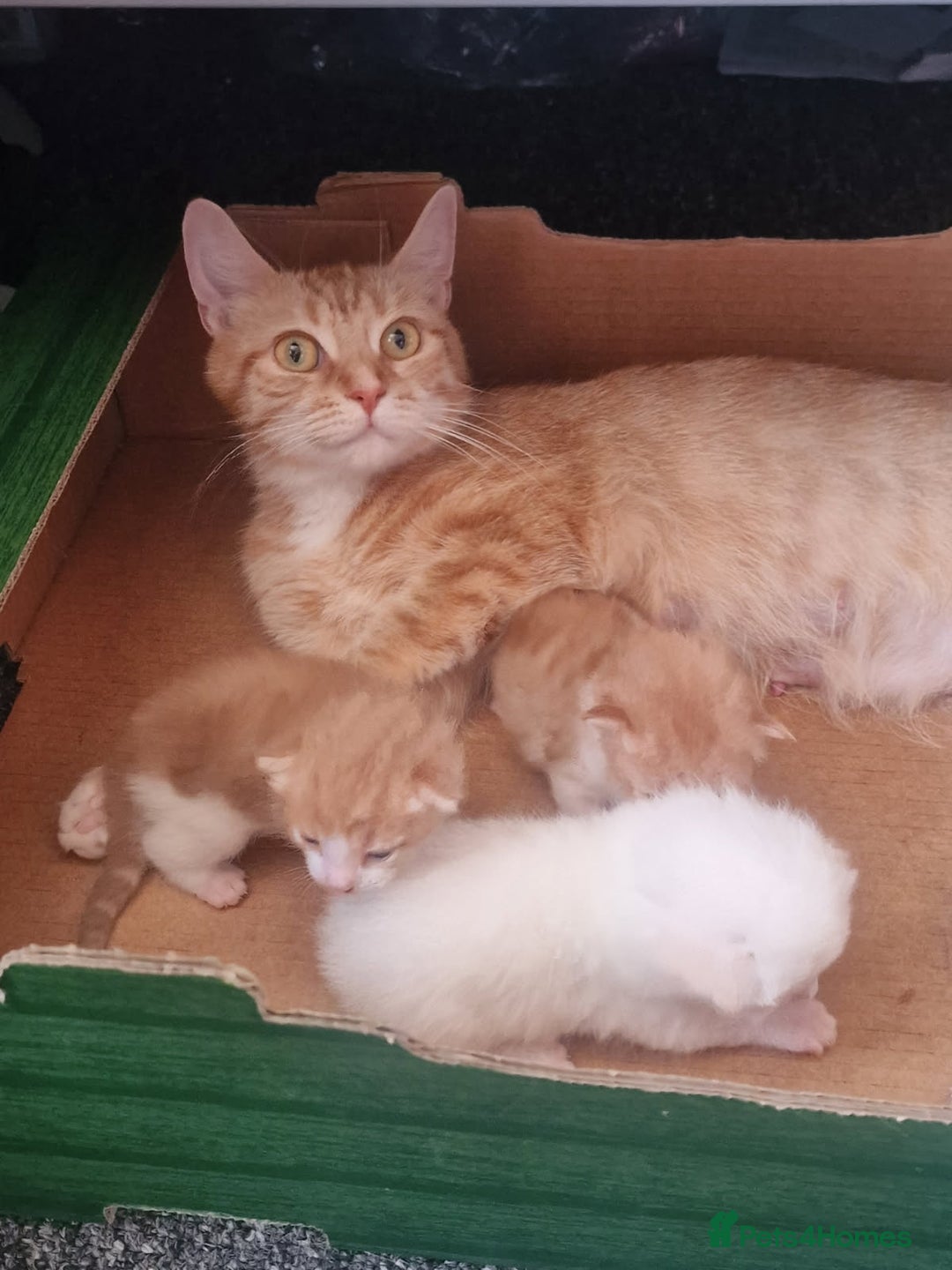 Maine Coon cats for sale: Rare ginger female kitten needing a home  - Image 7