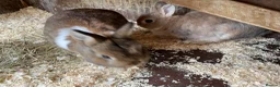 Netherland Dwarf rabbits for sale: Cute, cuddly Netherland Dwarf bunnies  - Advert 11