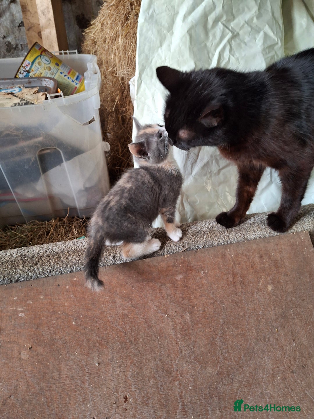 Mixed Breed cats for sale: Microchipped Kittens - Image 3