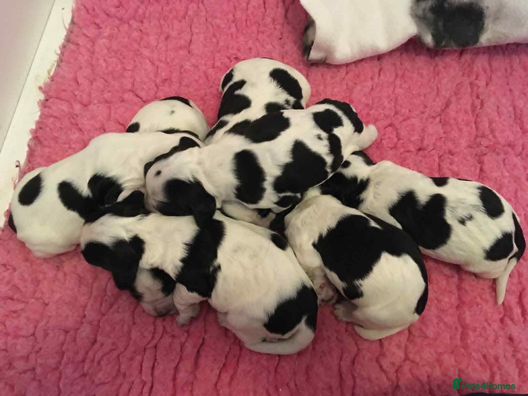 Sprocker dogs for sale: Adorable F1 Sprocker Spaniel Babies.  - Image 4
