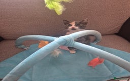 Norwegian Forest Cat cats for sale: Stunning female kitten (REDUCED) in Belper - Image 15