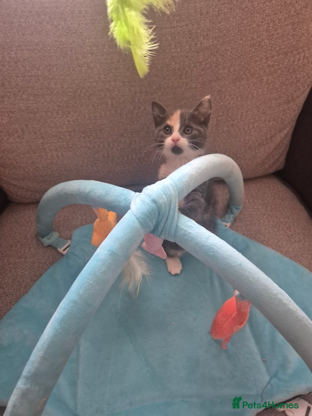 Norwegian Forest Cat cats for sale: Stunning female kitten (REDUCED) in Belper - Image 15