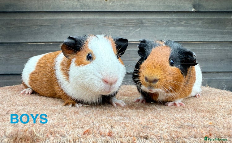 Guinea Pig rodents - Advert 6