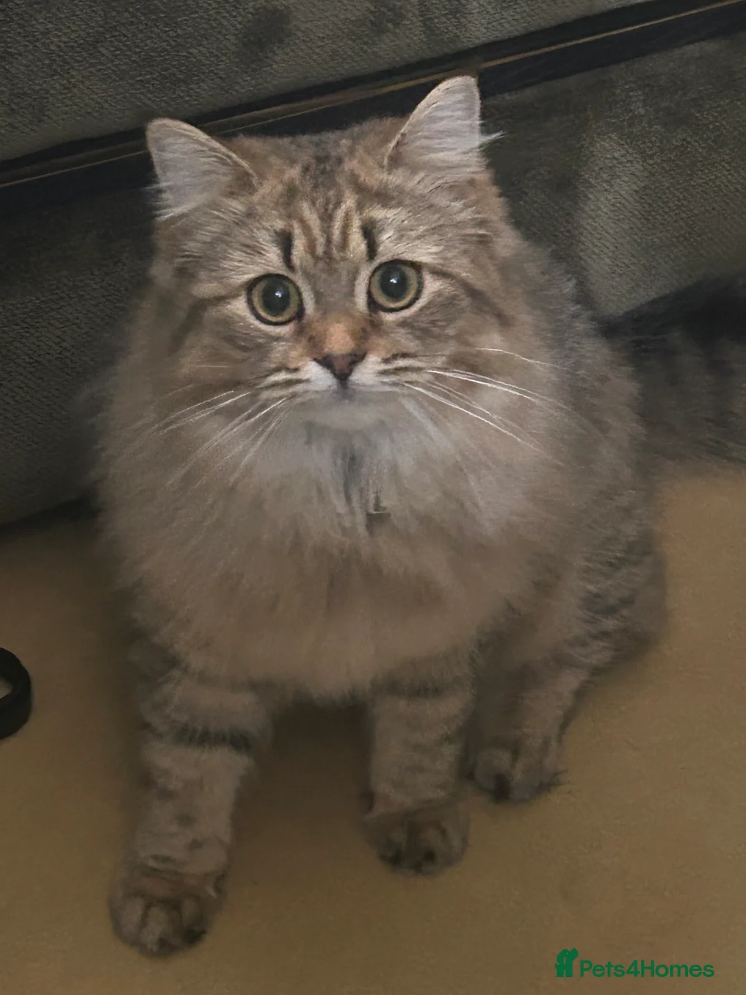 Bengal cats for sale: Bengal x Persian kitten for sale 8 months old  - Advert 7