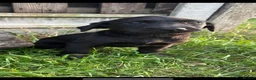 Labrador Retriever dogs for sale: Beautiful black labrador pups - Advert 3