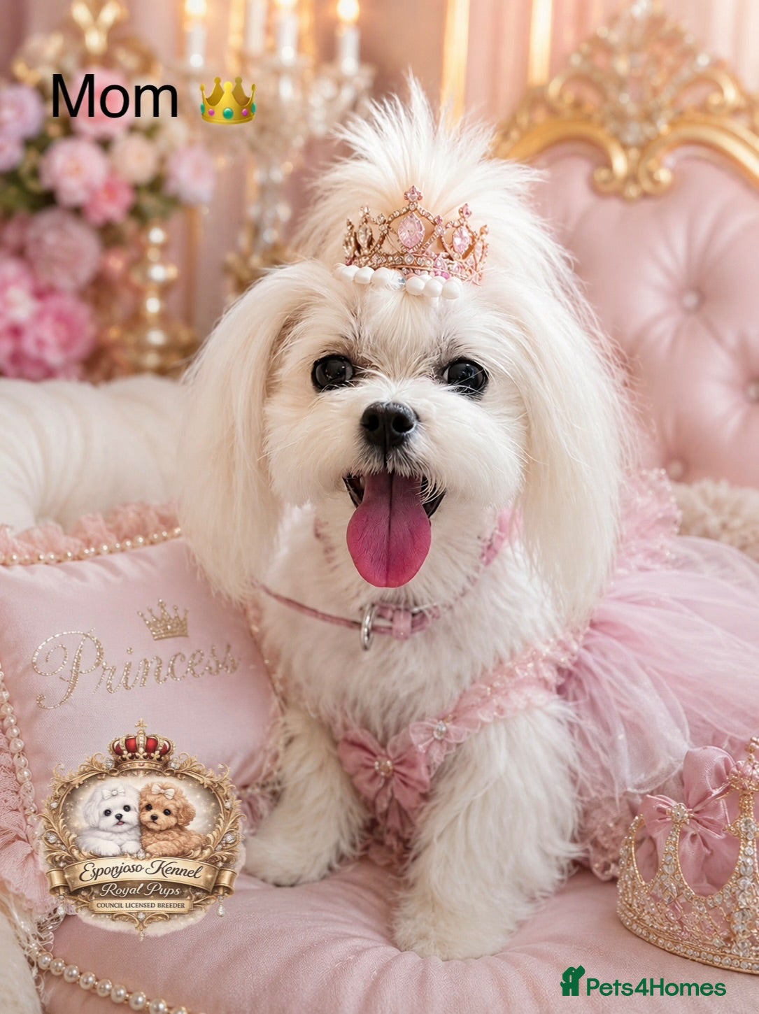 Maltipoo dogs 👑 ESPONJOSO Asian Maltipoo 4⭐ Council Licensed 👑 - Advert 2