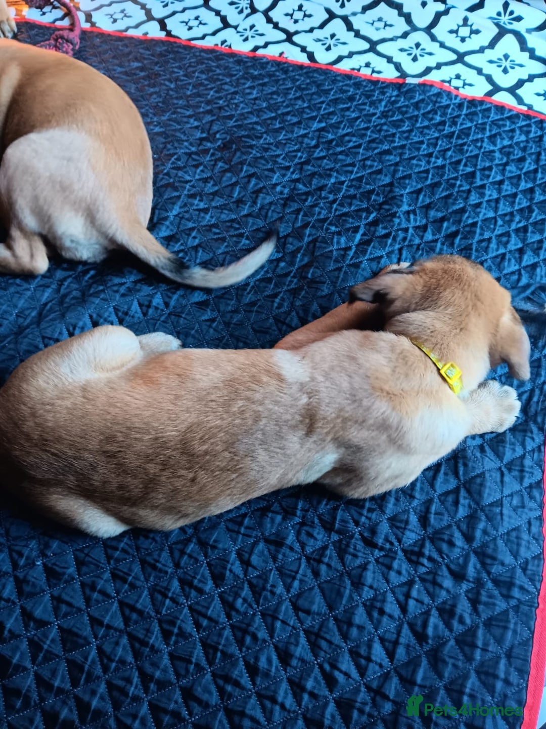 Belgian Shepherd Dog dogs for sale: Belgian Shepherd - Malinois  - Advert 18