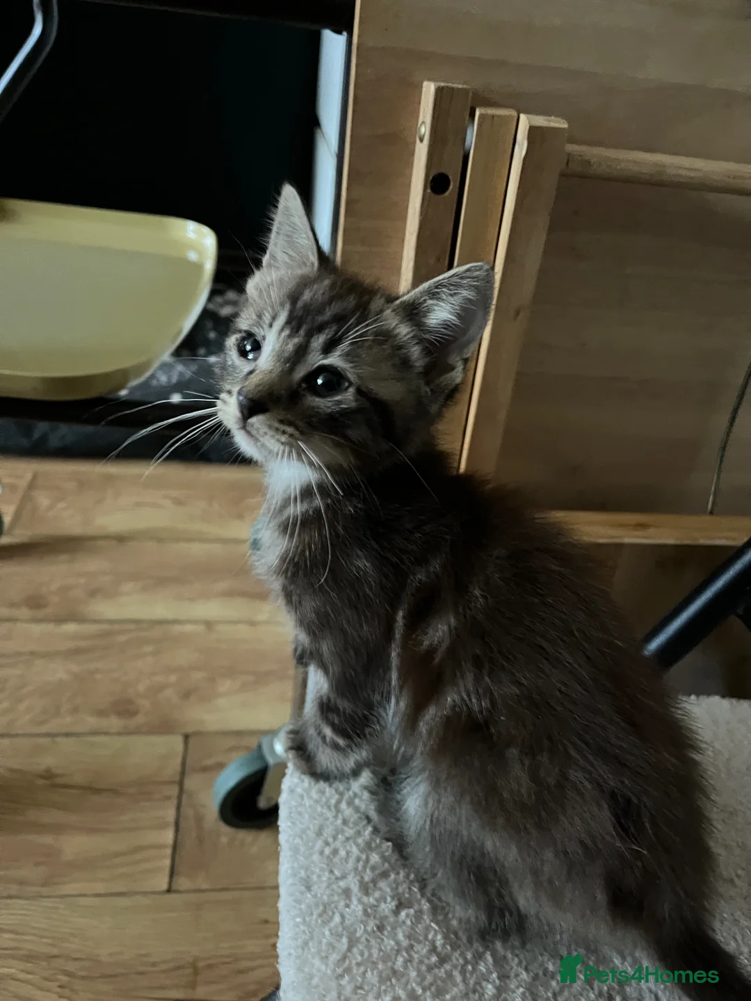 Mixed Breed cats for sale: Ragdoll x DSH kitten male - Advert 6