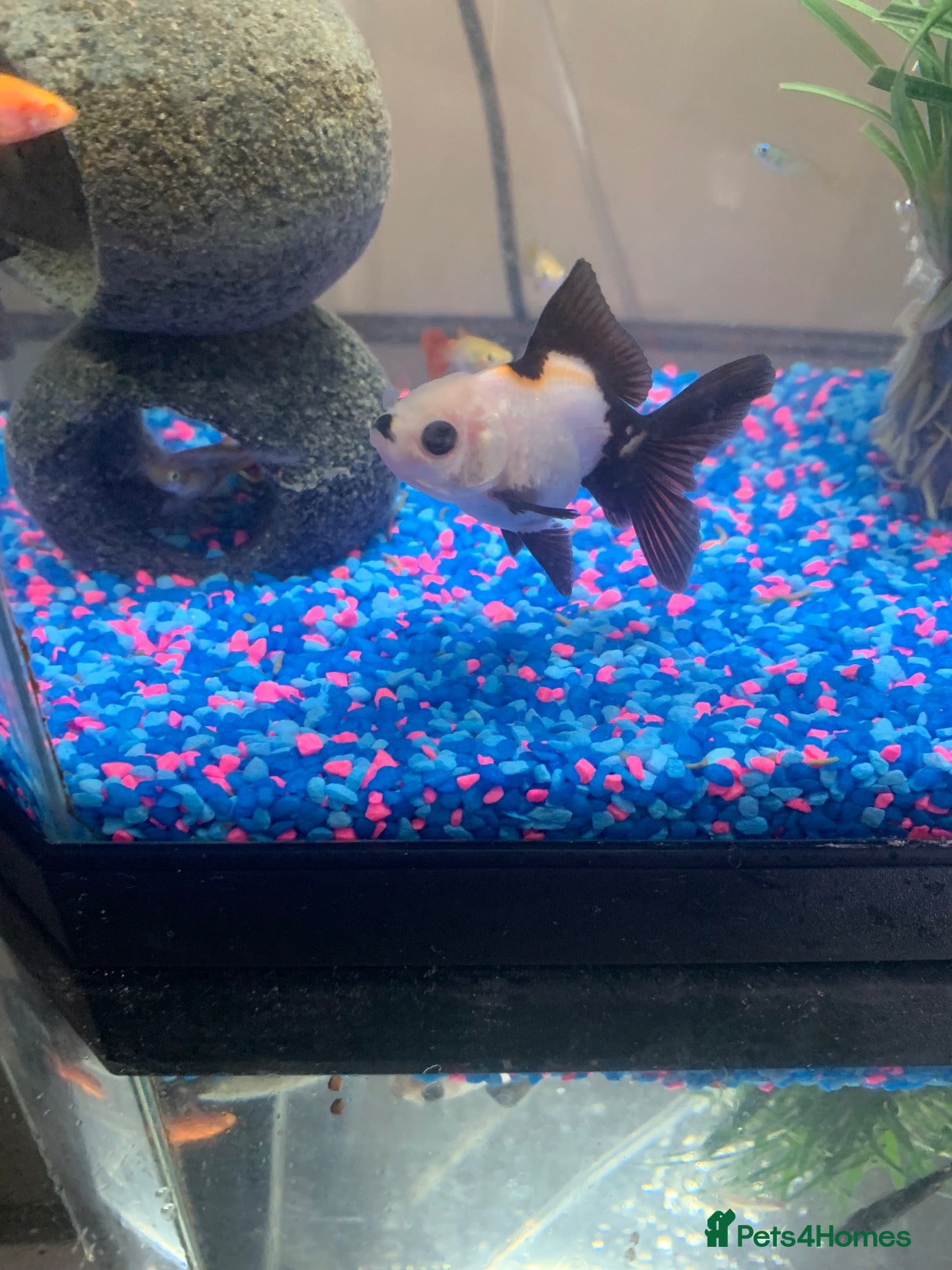 Fancy Goldfish fish 2 x Panda Oranda Fantail Goldfish 🐼🐟 - Advert 1