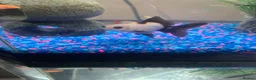 Fancy Goldfish fish for sale: 2 x Panda Oranda Fantail Goldfish 🐼🐟 in Morden - Advert 1
