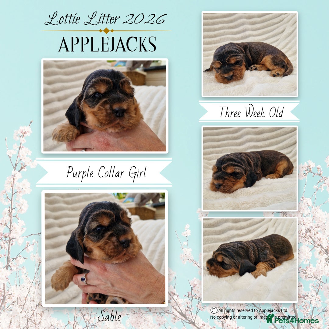 Cocker Spaniel dogs KC Pedigree Show Cocker Spaniel Puppies - Advert 2