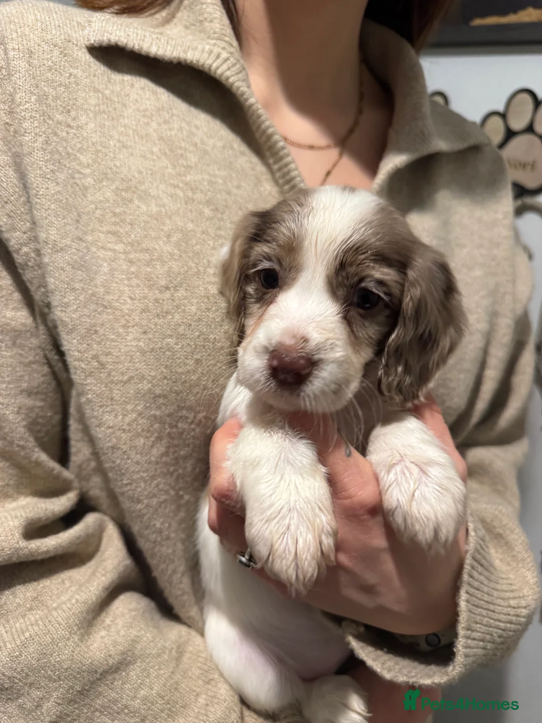 Cocker Spaniel dogs for sale: 4 Cocker Spaniel pups - unusual colours - Advert 9