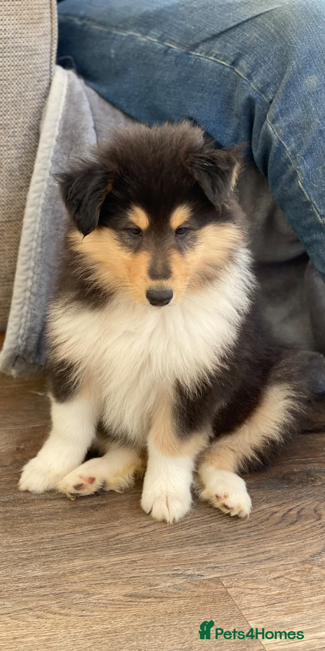 Rough Collie dogs for sale: **Rough Collie Puppies - Litter Due in 7 Days ** - Advert 2