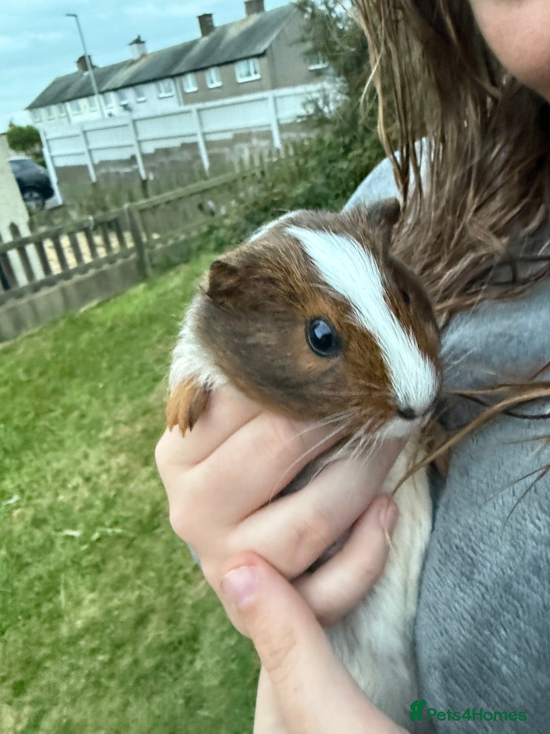 Guinea Pig rodents for sale: 2 female guinea pigs+hutch - Advert 3