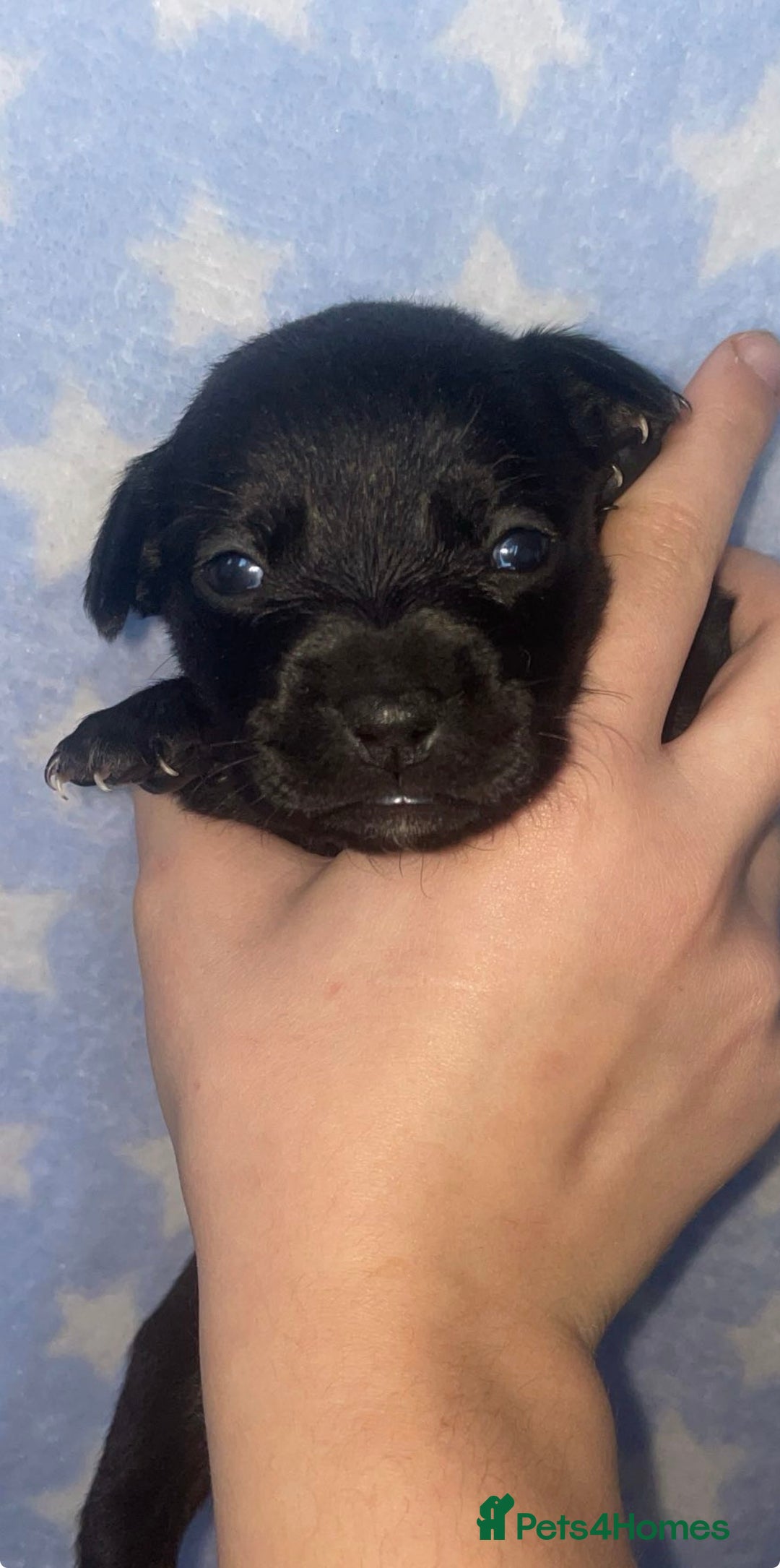 Mixed Breed dogs for sale: Bodeguero Andaluz x French Bulldog Puppies  - Advert 15