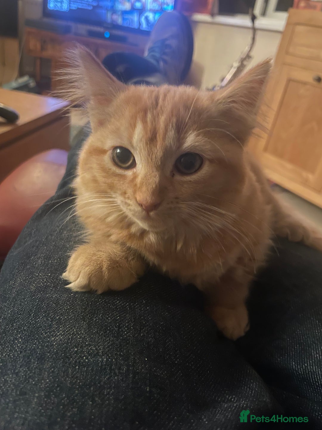 Munchkin cats for sale: Adorable Apricot-Marmalade Tabby Munchkin Male Kit - Image 6