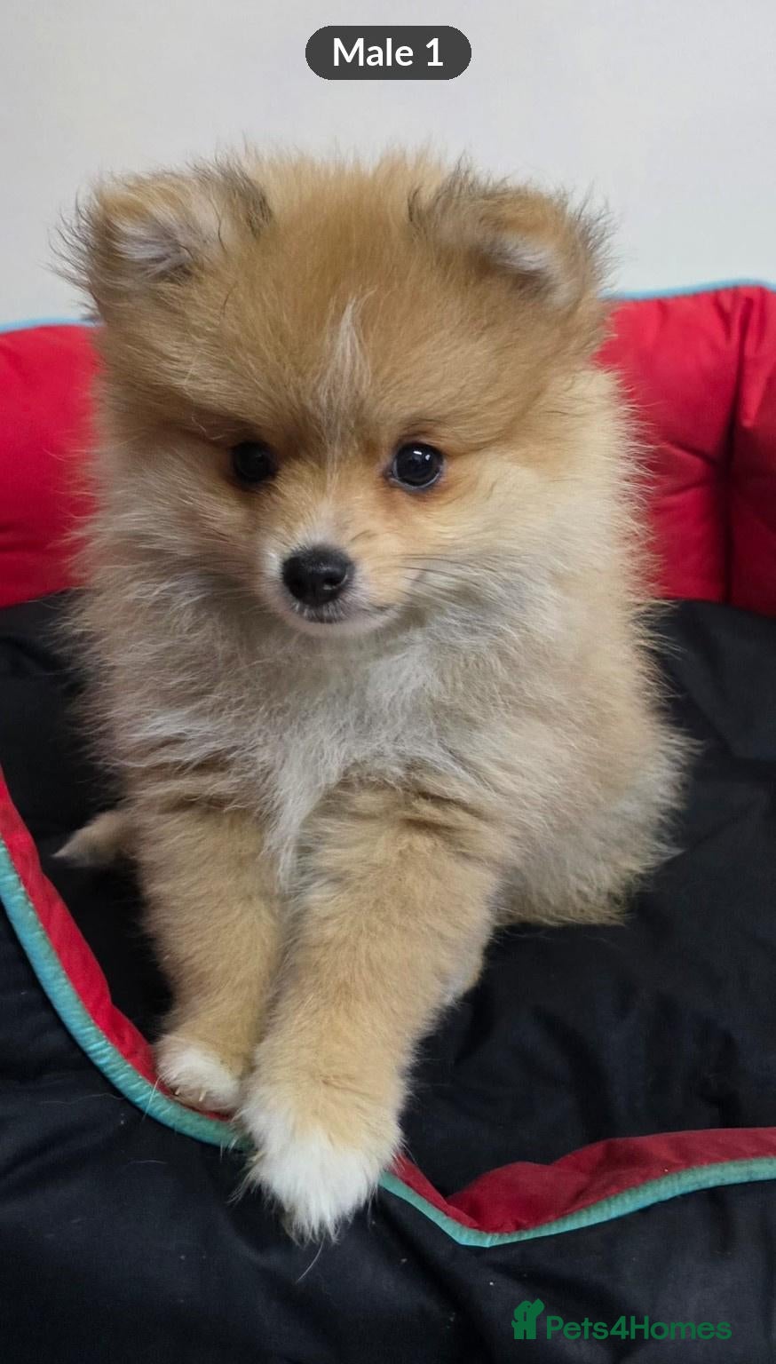 Pomeranian dogs for sale: 5 Beautiful Pomeranian Puppies - 2 Boys & 3 Girls - Advert 5
