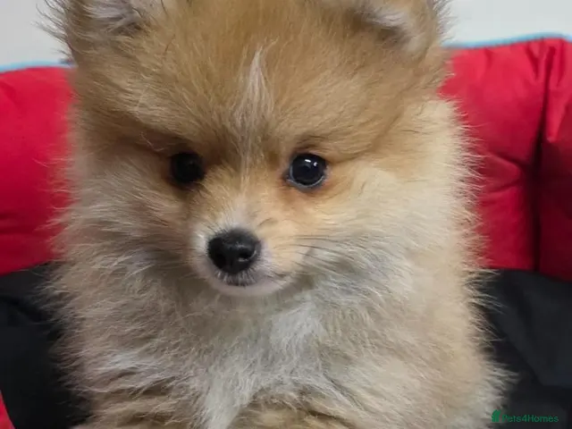 Pomeranian dogs for sale: 5 Beautiful Pomeranian Puppies - 2 Boys & 3 Girls - Advert 5
