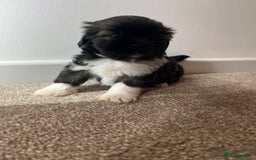 Lhasa Apso dogs for sale: 4 Lhasa Apso babies  - Image 5