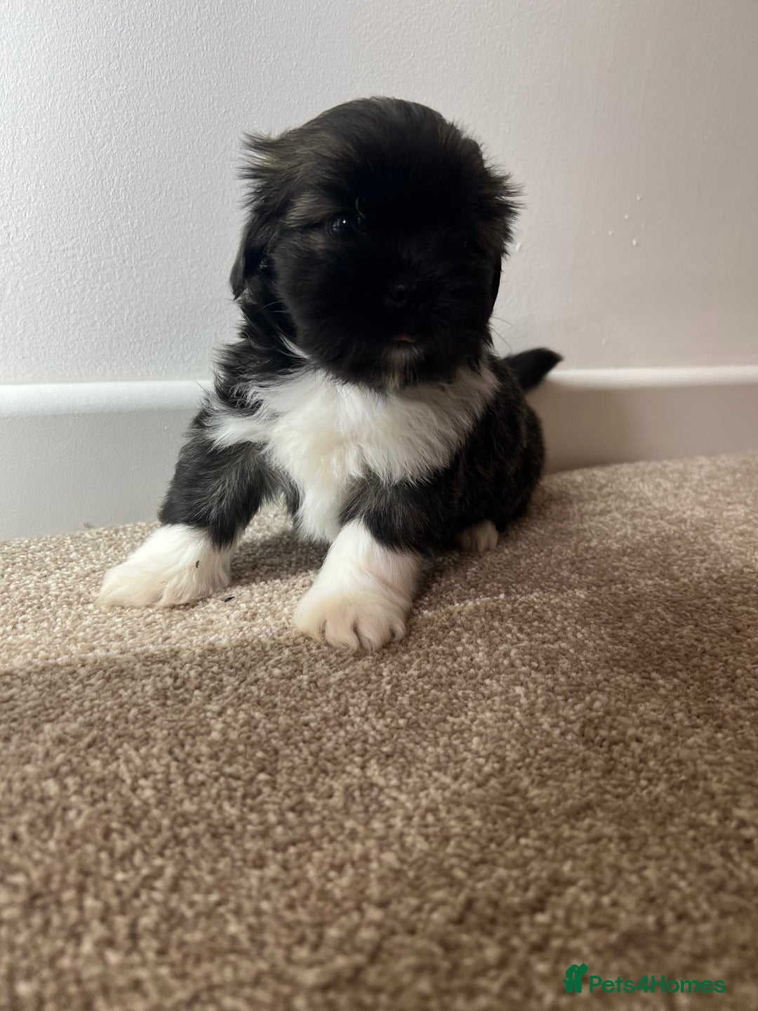 Lhasa Apso dogs for sale: 4 Lhasa Apso babies  - Image 5