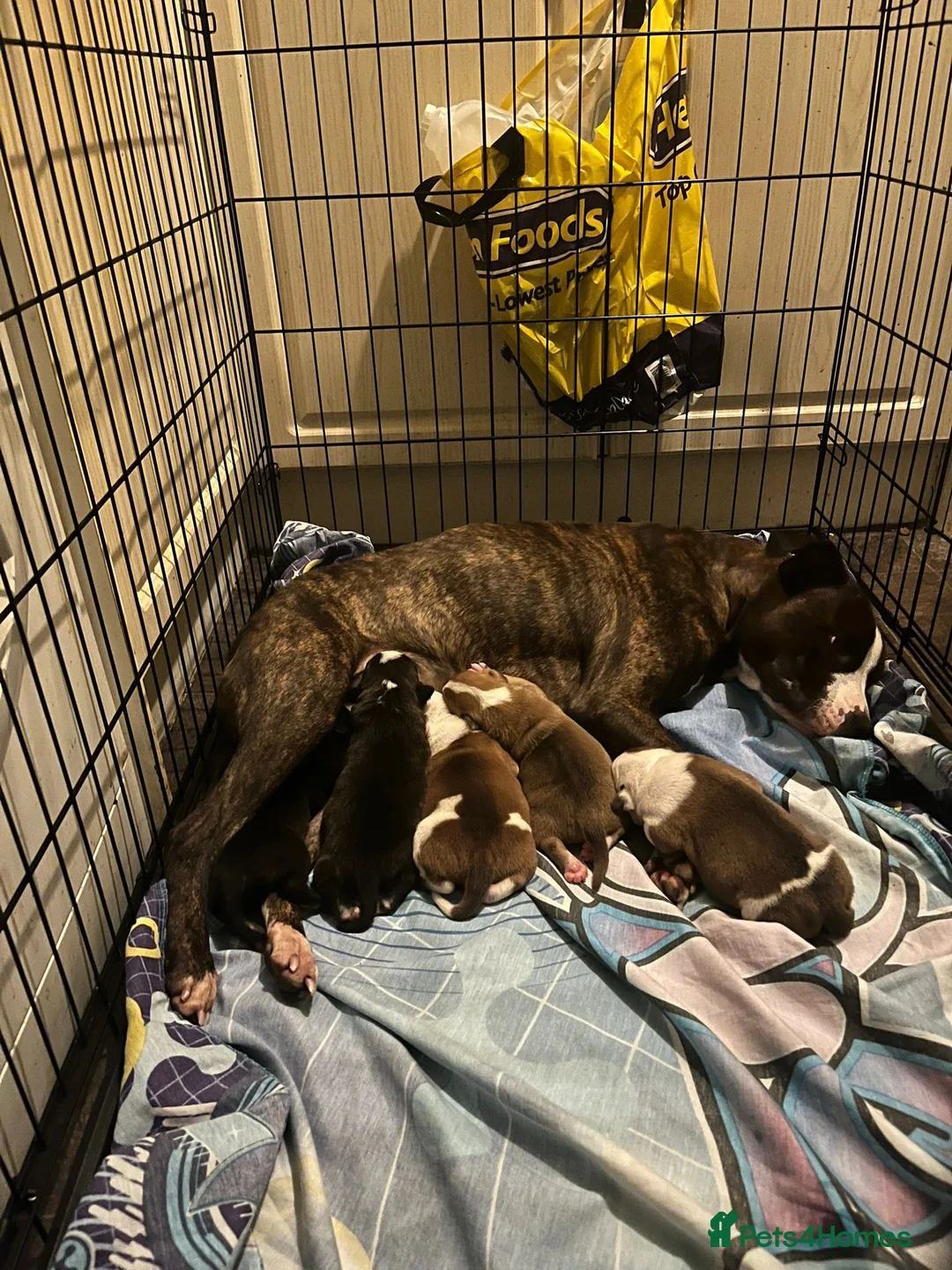 Mixed Breed dogs for sale: Male puppy for sale - Advert 7