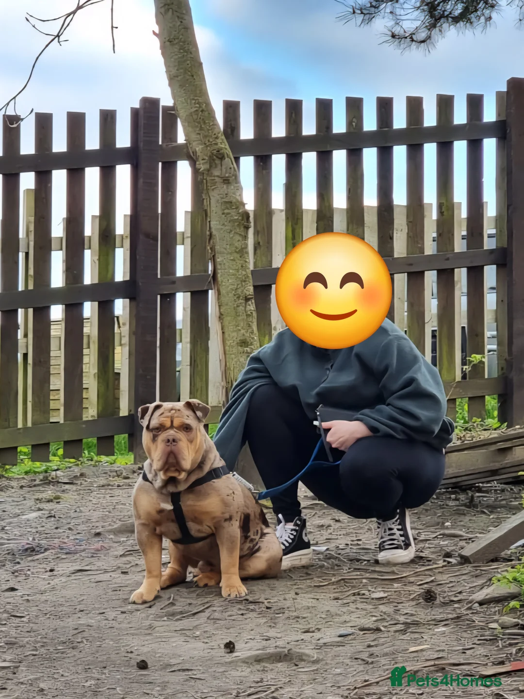 Olde English Bulldogge dogs for stud: Olde english bulldogge for stud - Advert 2