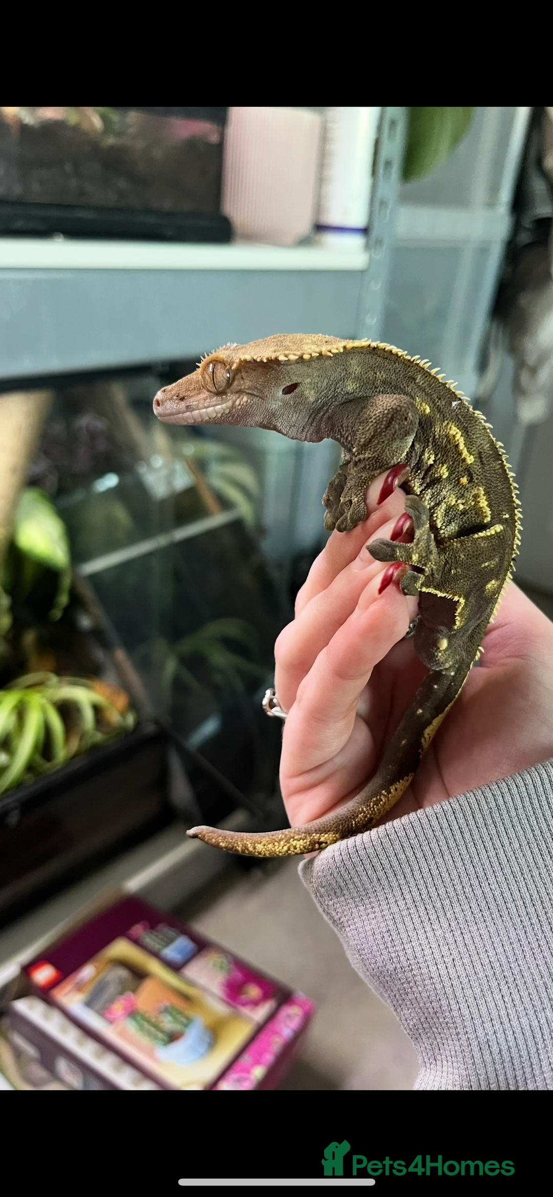 Gecko reptiles for sale: Male crested gecko  - Advert 2