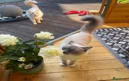 Ragdoll cats for sale: VERY RARE CREAM FLARE BICOLOUR RAGDOLL KITTEN - Image 15