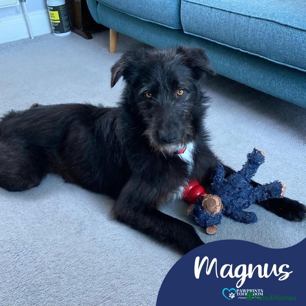 Mixed Breed dogs Meet Magnus,currently residing in Cheshire  - Advert 10