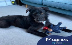 Mixed Breed dogs for adoption: Meet Magnus,currently residing in Cheshire  - Image 1