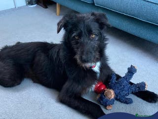 Mixed Breed dogs Meet Magnus,currently residing in Cheshire - Advert 3