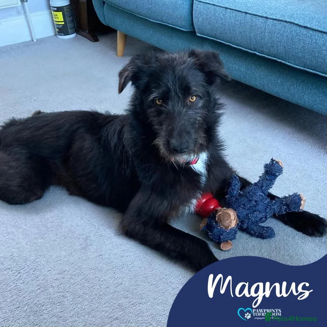 Mixed Breed dogs for adoption: Meet Magnus,currently residing in Cheshire  - Advert 1