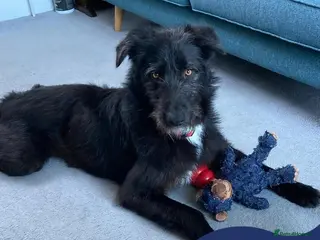 Mixed Breed dogs Meet Magnus,currently residing in Cheshire - Advert 15