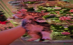 Mixed Breed cats for sale: Beautiful kittens 🐾 - Image 10