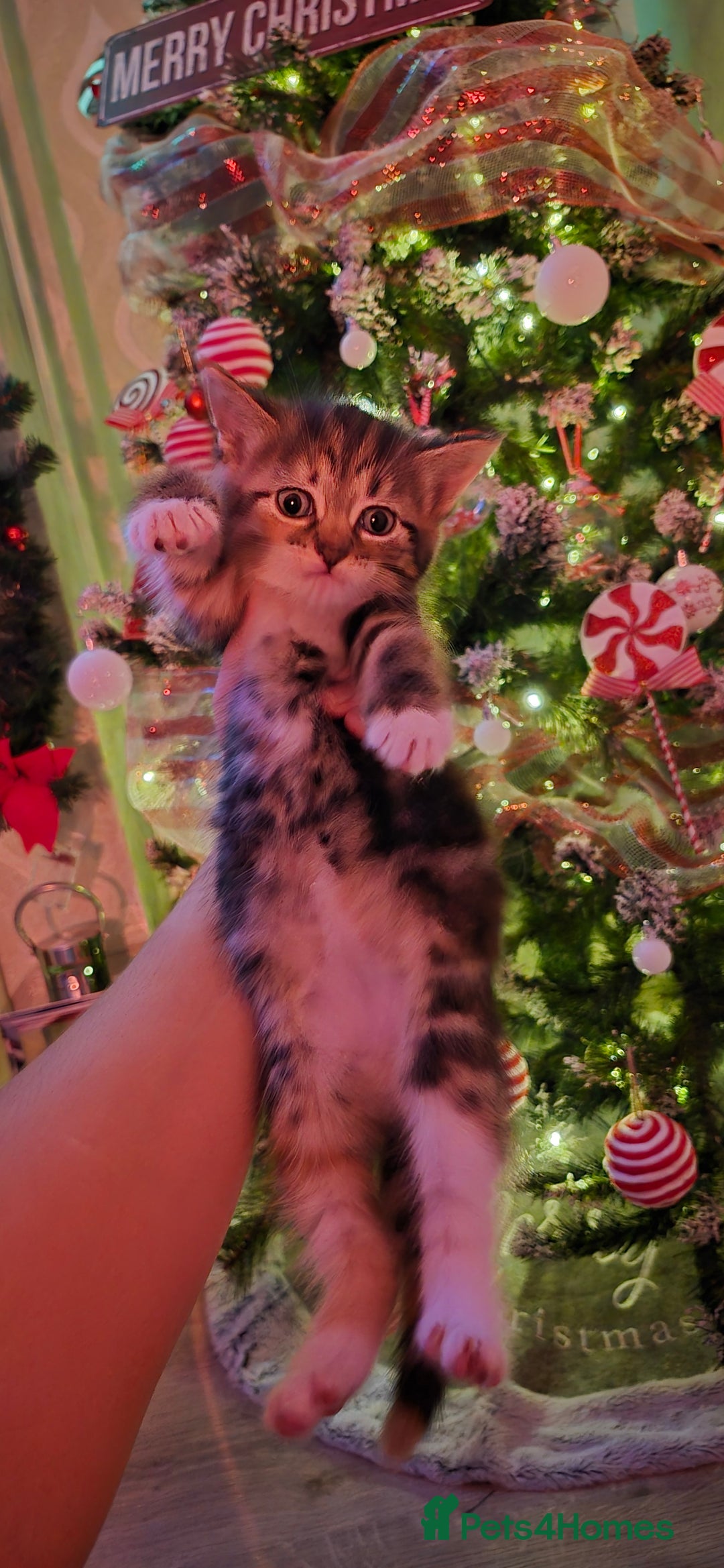 Mixed Breed cats for sale: Beautiful kittens 🐾 - Image 10