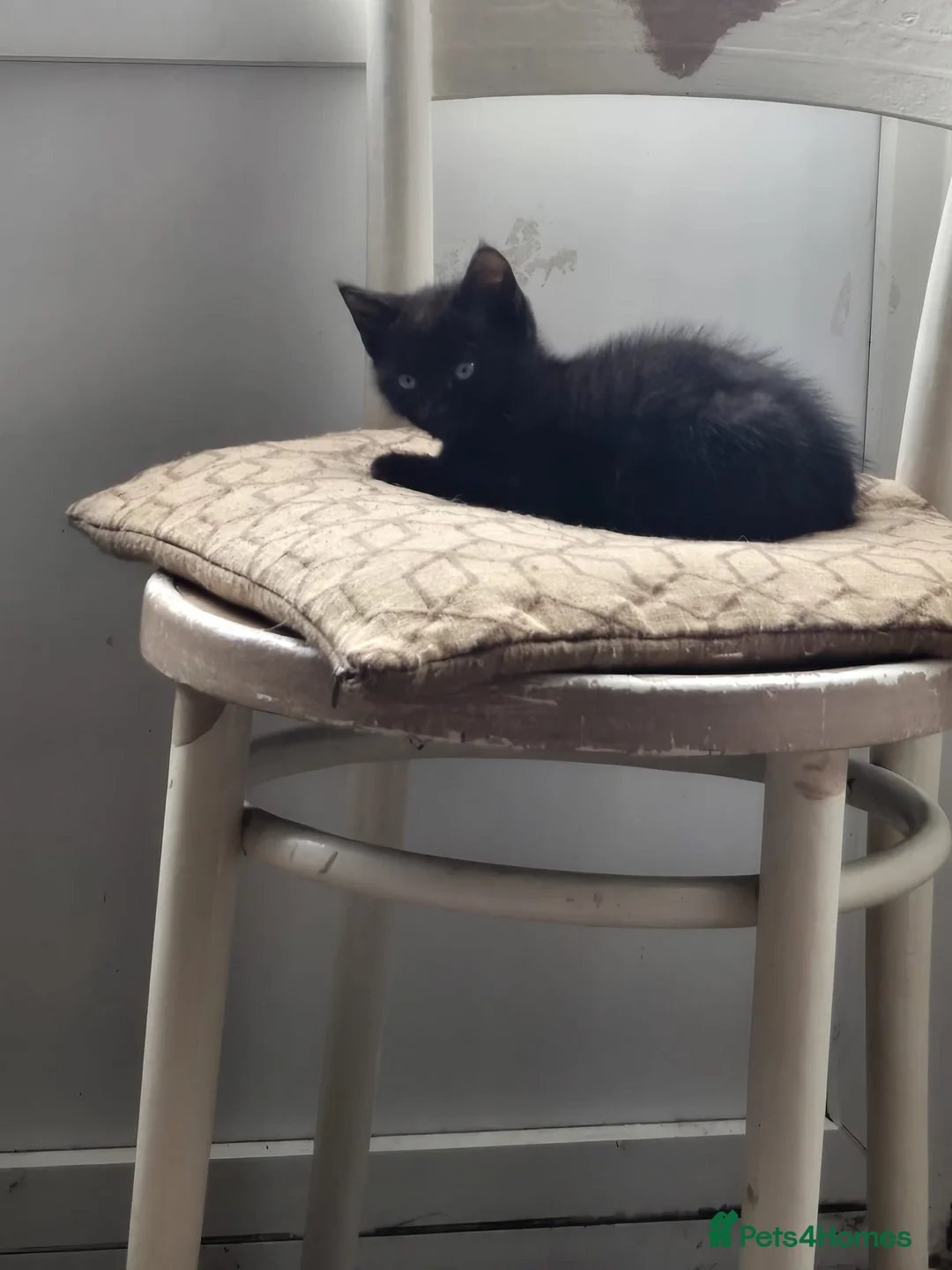 Mixed Breed cats for sale: Emma b in Newcastle - Advert 4