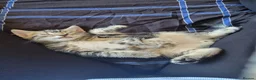 Mixed Breed cats for sale: Kittens ready now - Advert 14