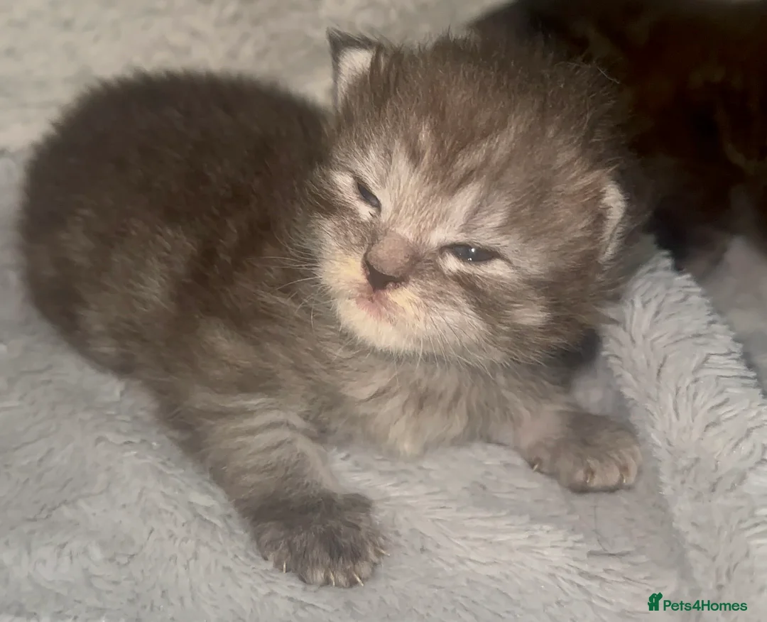 Maine Coon cats for sale: TICA MAINE COON KITTENS - Advert 6